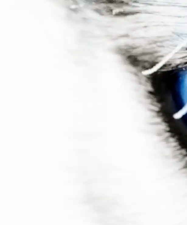 Husky's Eyes Wall Art