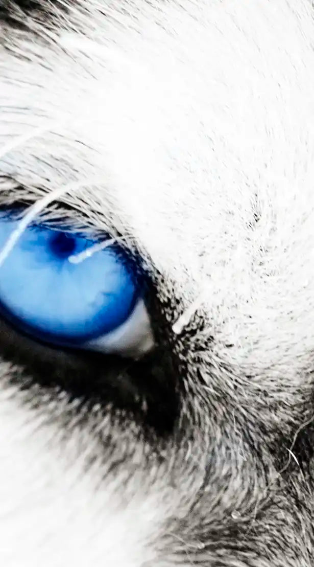 Husky's Eyes Wall Art