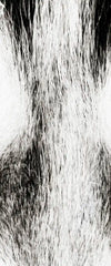 Husky's Eyes Wall Art
