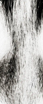 Husky's Eyes Wall Art