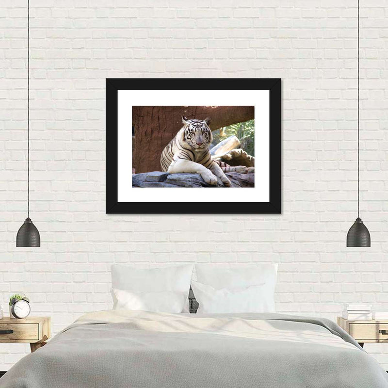 Resting White Tiger Wall Art