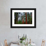 Vibrant Redwood Wall Art