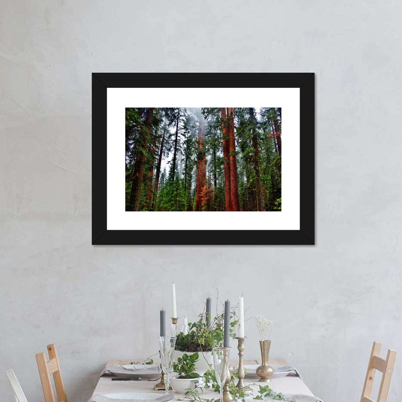 Vibrant Redwood Wall Art