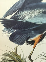 Great Blue Heron, 17 1/2 x 26 inches