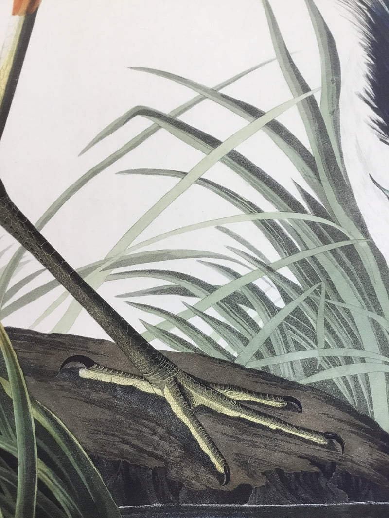 Great Blue Heron, 17 1/2 x 26 inches