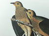 Carolina Turtle Dove