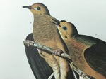 Carolina Turtle Dove
