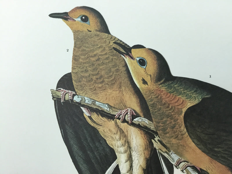 Carolina Turtle Dove