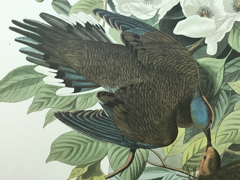 Carolina Turtle Dove