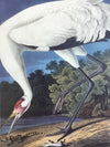 Hooping Crane, 17 1/2 x 26 inches