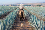 Inspecting Agave Plantation Wall Art
