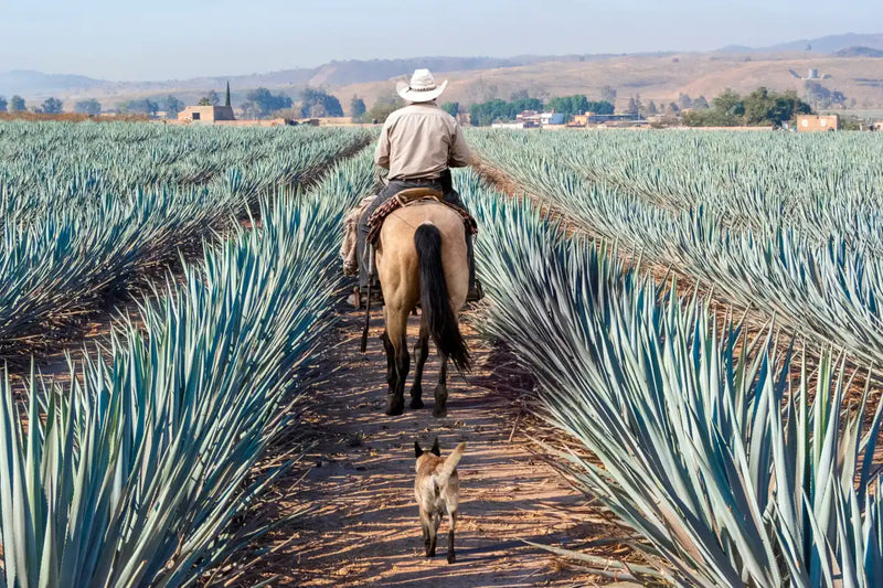 Inspecting Agave Plantation Wall Art