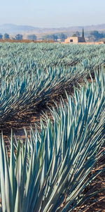 Inspecting Agave Plantation Wall Art