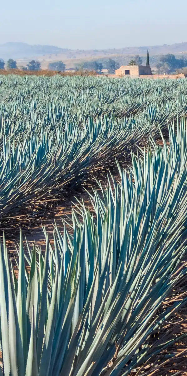 Inspecting Agave Plantation Wall Art