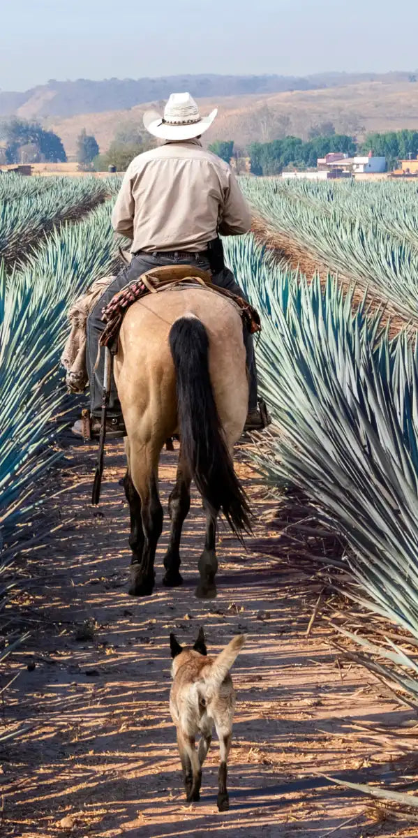 Inspecting Agave Plantation Wall Art