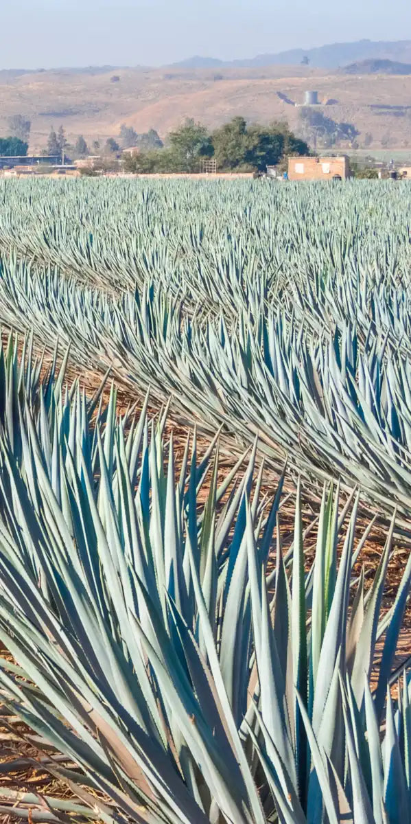 Inspecting Agave Plantation Wall Art