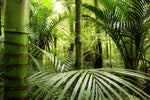 Into The Jungle Wall Art