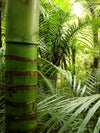 Into The Jungle Wall Art