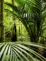 Into The Jungle Wall Art
