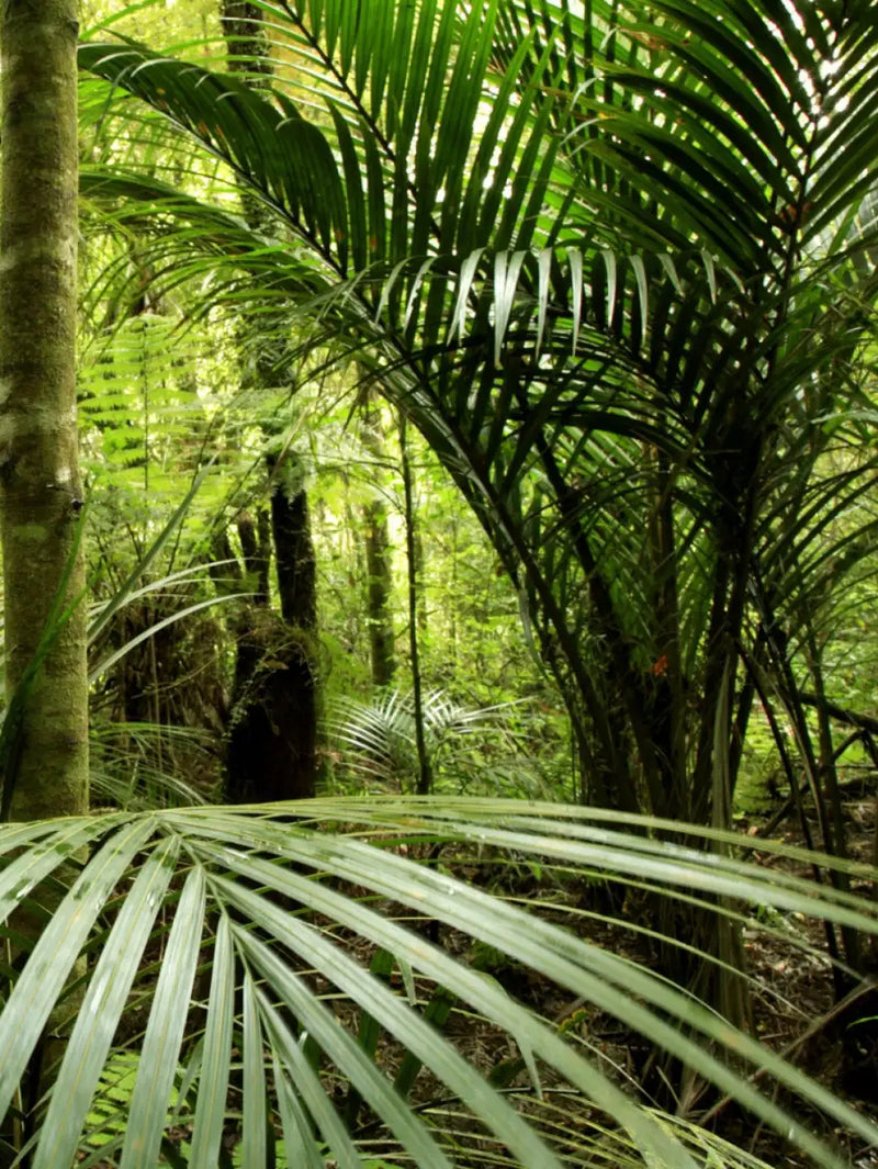 Into The Jungle Wall Art