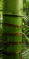 Into The Jungle Wall Art