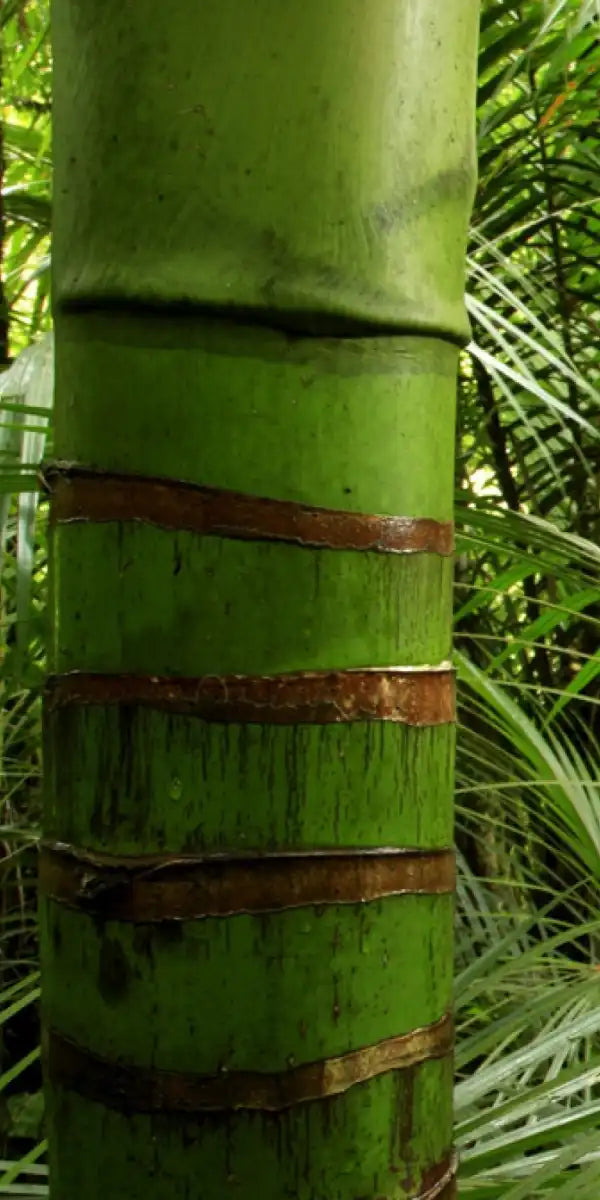 Into The Jungle Wall Art