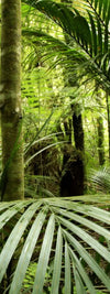 Into The Jungle Wall Art