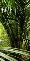 Into The Jungle Wall Art