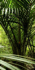Into The Jungle Wall Art