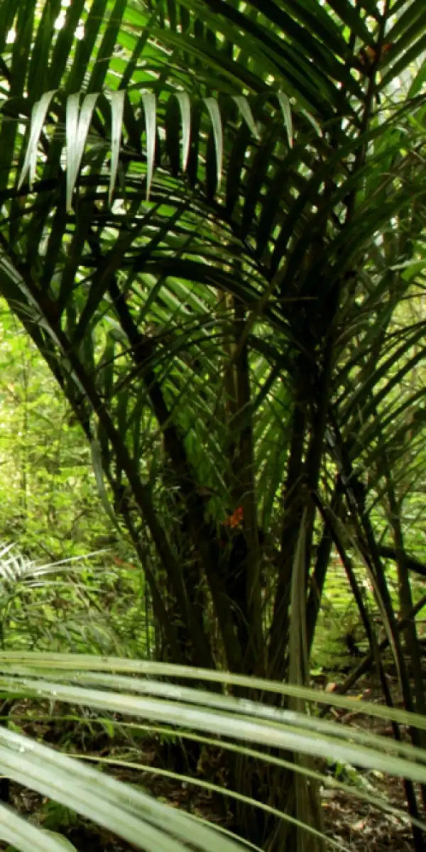 Into The Jungle Wall Art