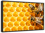 Honey Bee Hive Wall Art