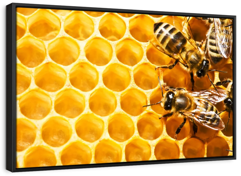 Honey Bee Hive Wall Art