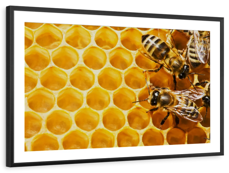 Honey Bee Hive Wall Art
