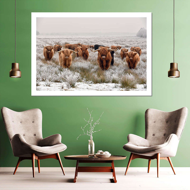 Winter Highland Cows Wall Art