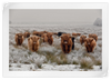 Winter Highland Cows Wall Art