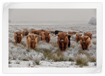 Winter Highland Cows Wall Art