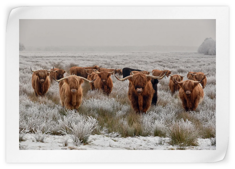 Winter Highland Cows Wall Art