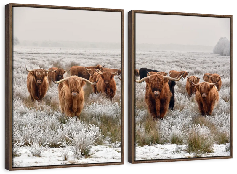 Winter Highland Cows Wall Art