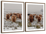 Winter Highland Cows Wall Art