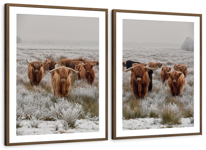 Winter Highland Cows Wall Art