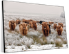 Winter Highland Cows Wall Art