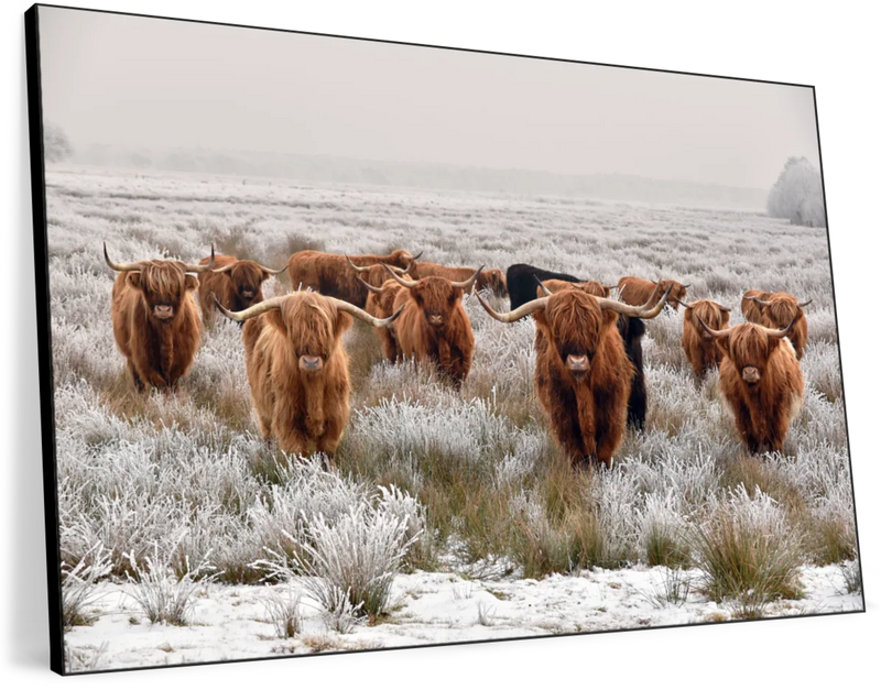 Winter Highland Cows Wall Art