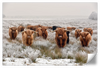 Winter Highland Cows Wall Art