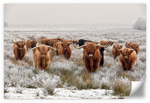 Winter Highland Cows Wall Art