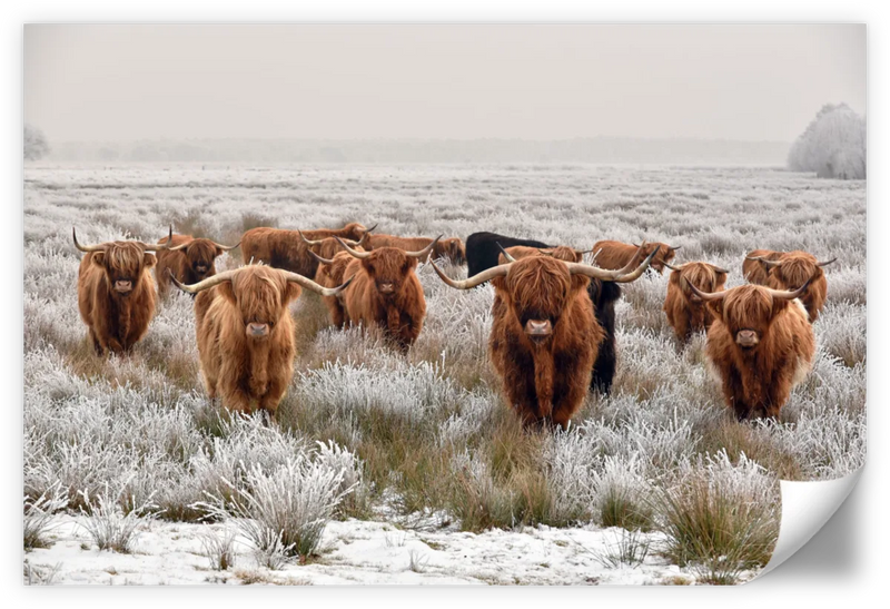 Winter Highland Cows Wall Art