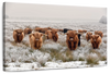 Winter Highland Cows Wall Art