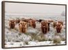 Winter Highland Cows Wall Art