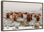 Winter Highland Cows Wall Art