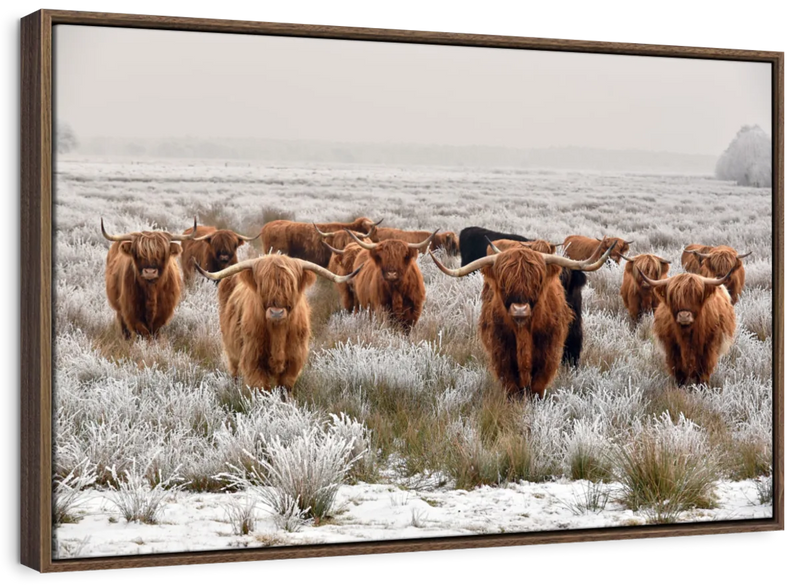 Winter Highland Cows Wall Art