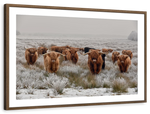 Winter Highland Cows Wall Art